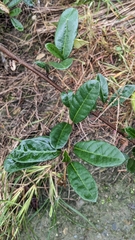Elaeagnus
