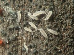 Vertagopus pseudocinereus