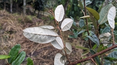 Elaeagnus