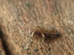 Orchesella villosa