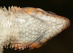 Cordylus cordylus