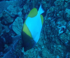 Hemitaurichthys polylepis