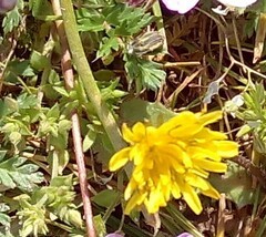 Crepis sancta