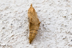 Pieris rapae