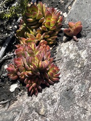 Crassula rubricaulis