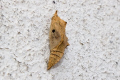 Pieris rapae