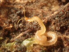 Haplophilus subterraneus