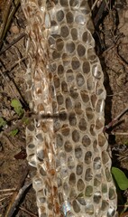 Serpentes