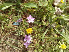 Erodium acaule