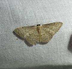 Idaea philocosma
