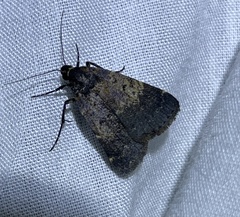 Hydrillodes lentalis