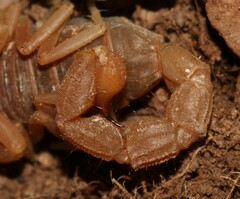 Parabuthus planicauda