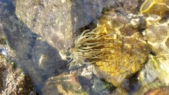 Paranemonia cinerea