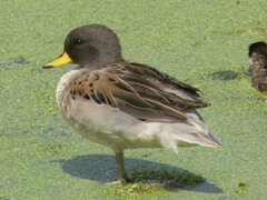 Anas flavirostris oxyptera