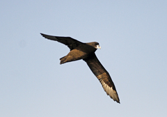Procellaria aequinoctialis