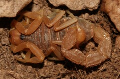 Parabuthus planicauda
