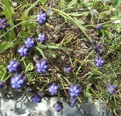 Muscari pulchellum
