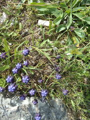 Muscari pulchellum