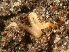 Haplophilus subterraneus