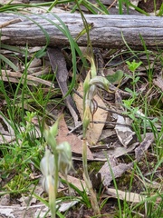 Pterostylis biseta