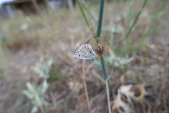Polyommatus hispana