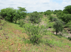 Antherothamnus pearsonii