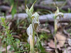 Pterostylis biseta