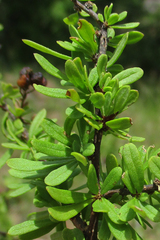 Antherothamnus pearsonii