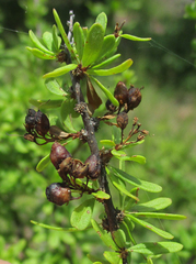 Antherothamnus pearsonii