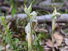 Pterostylis biseta