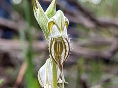 Pterostylis biseta
