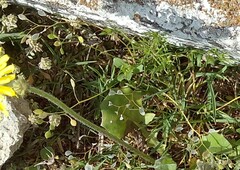 Draba verna