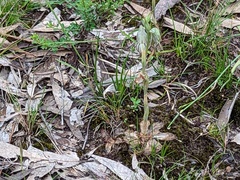 Pterostylis biseta