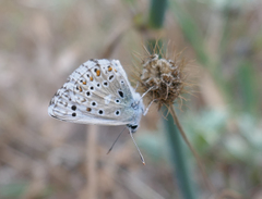 Polyommatus hispana