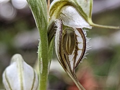 Pterostylis biseta