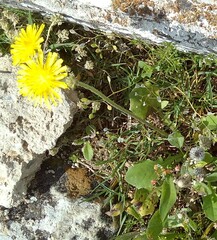 Crepis sancta