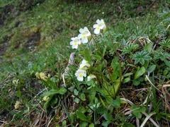 Pinguicula alpina