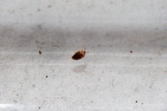 Sericoderus