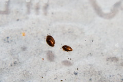 Sericoderus