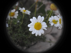 Anthemis chia