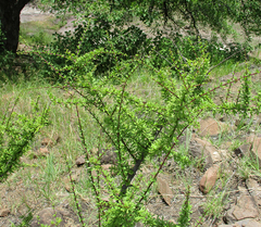 Antherothamnus pearsonii