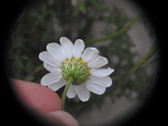 Anthemis chia