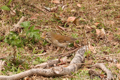Turdus pallidus