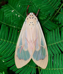 Amerila vitrea