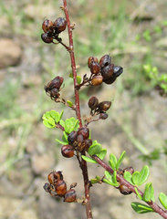 Antherothamnus pearsonii