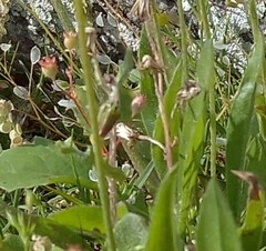 Plantago lagopus