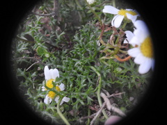 Anthemis chia