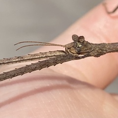 Clitumninae