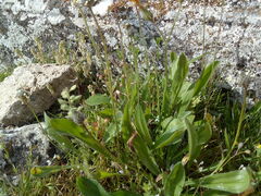 Plantago lagopus