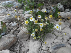 Anthemis chia